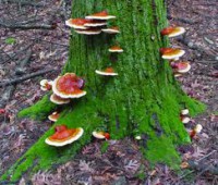 /album/ogganoderma-s-j/images-5-jpg/